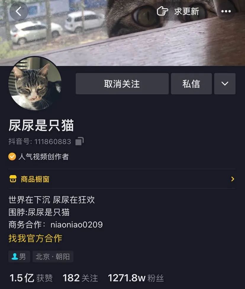 两年突破千万粉，网红猫“尿尿”的养成秘密终于挖出来了