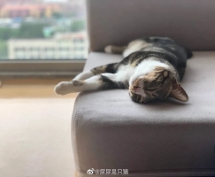 两年突破千万粉，网红猫“尿尿”的养成秘密终于挖出来了